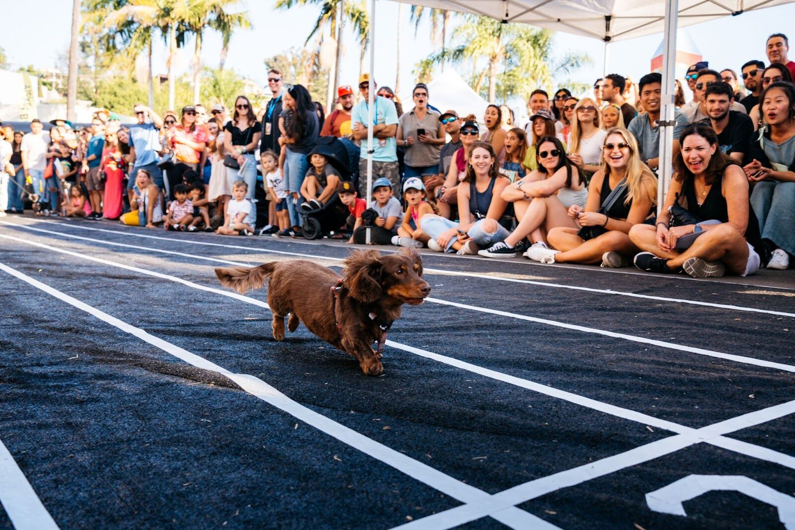 Why La Mesa Oktoberfest Is Going to the Dogs in the Best Possible Way